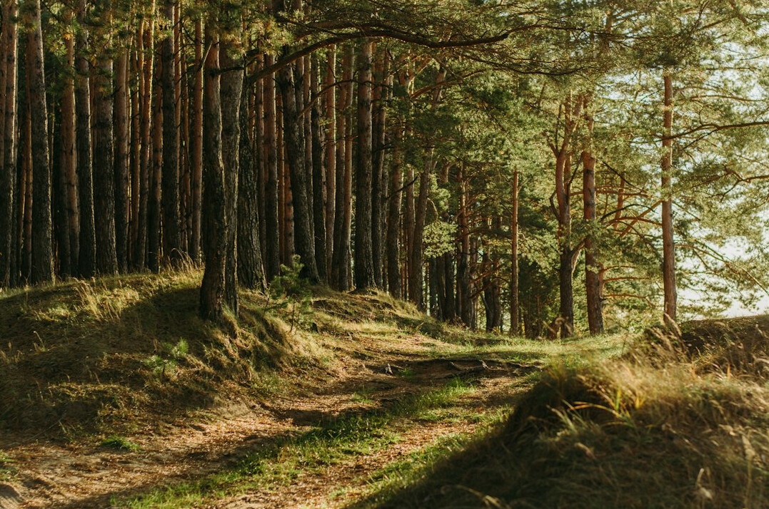 Pine forest path leading toward the ocean